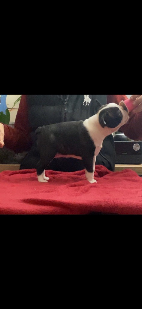 De La Croix Du Capitole - Chiot disponible  - Boston Terrier