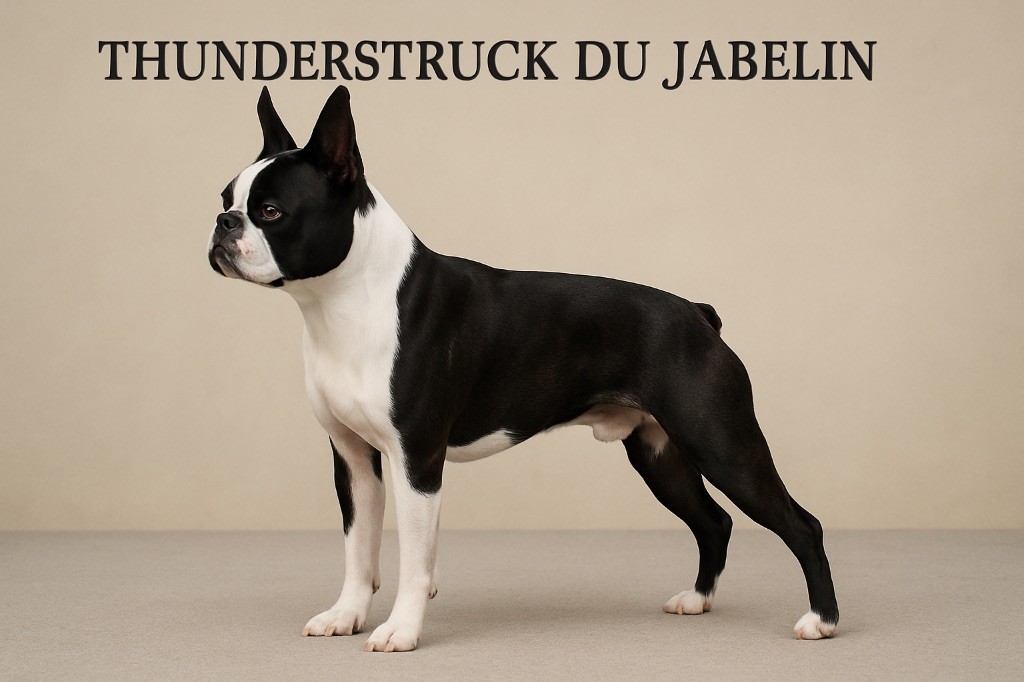 Thunderstruck  du jabelin